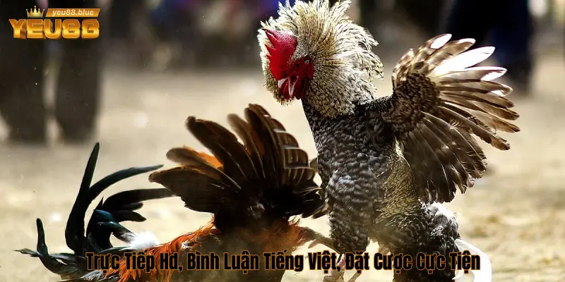 Trực tiếp từ trường gà