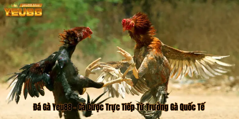Đá gà Yeu88