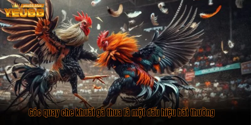 “Lật tẩy" các dấu hiệu bất thường của một trận gà online 2 Góc quay che khuất gà thua là một dấu hiệu bất thường