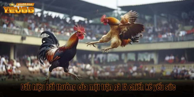 “Lật tẩy" các dấu hiệu bất thường của một trận gà online 1 Dấu hiệu bất thường của một trận gà