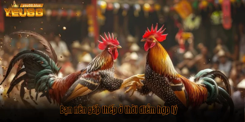 7 kinh nghiệm cá cược đá gà online cực hay cho bet thủ 3 Bạn nên gấp thếp ở thời điểm hợp lý