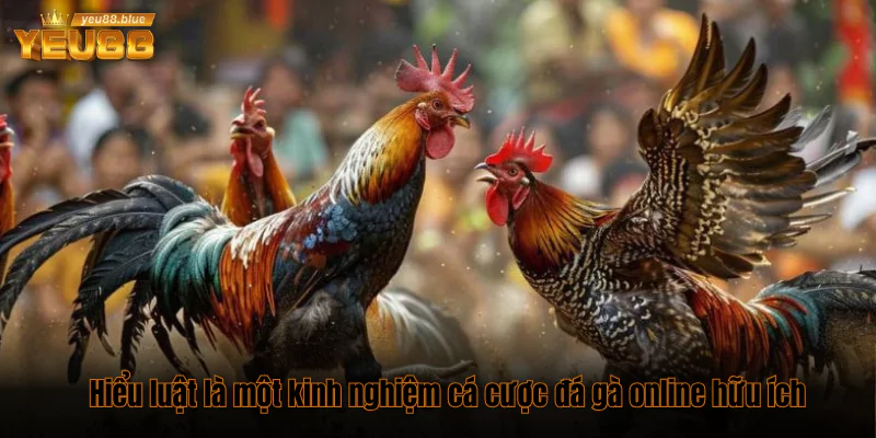 7 kinh nghiệm cá cược đá gà online cực hay cho bet thủ 1 Hiểu luật là một kinh nghiệm cá cược đá gà online