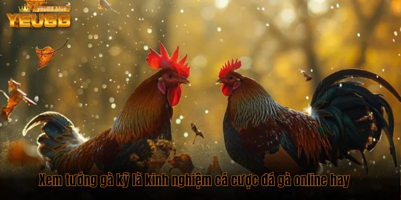 7 kinh nghiệm cá cược đá gà online cực hay cho bet thủ 2 Xem tướng gà kỹ là kinh nghiệm cá cược đá gà online hay