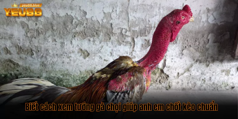 cách xem tướng gà chọi