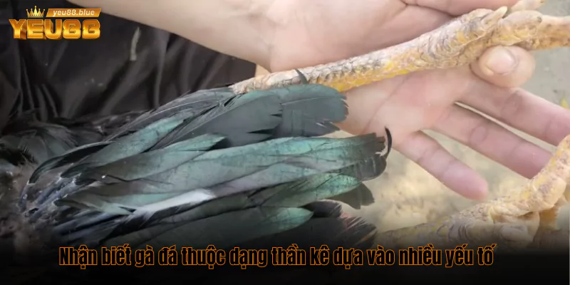 Nhận biết gà đá thuộc dạng thần kê dựa vào nhiều yếu tố